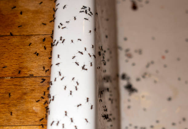 Best Pest Removal Services  in Great Falls Crossing, VA