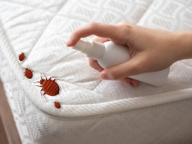 Best Local Pest Control Services  in Great Falls Crossing, VA