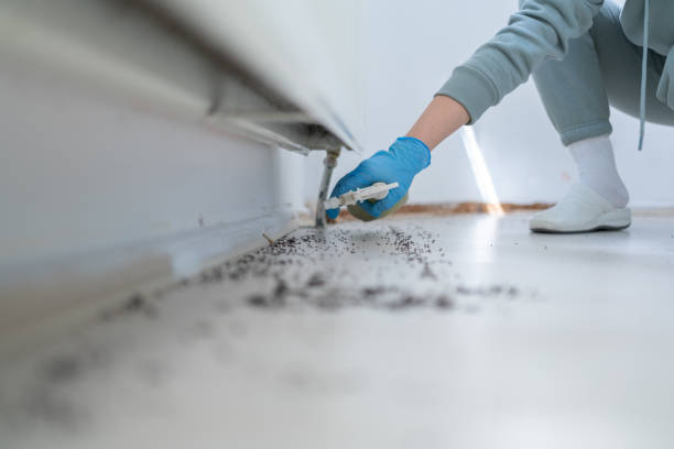 Best Spider Control Near Me  in Great Falls Crossing, VA